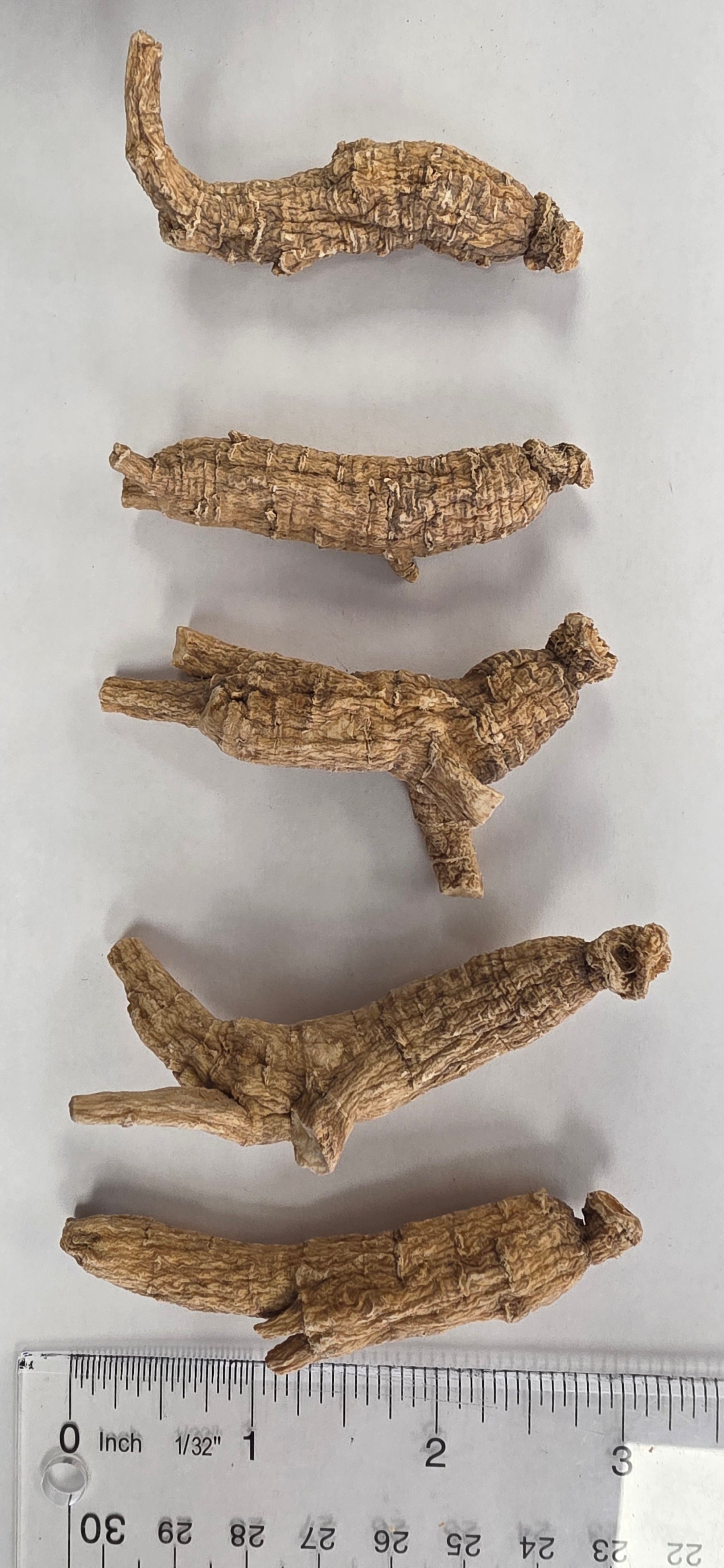 Large Short Ginseng 4 year K4023