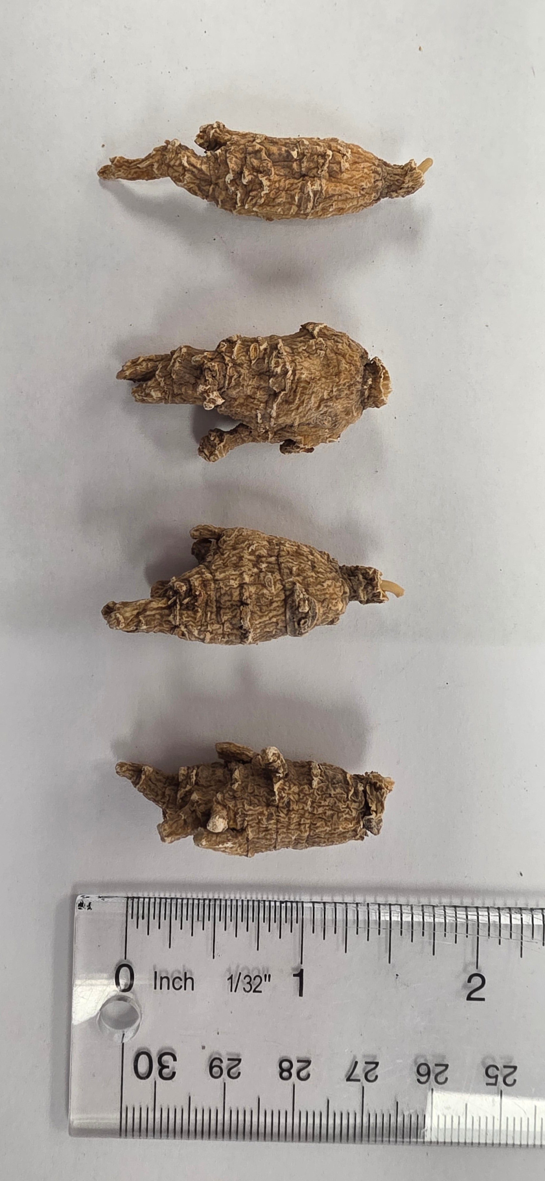 Mini Pearl Ginseng 3 year K3023