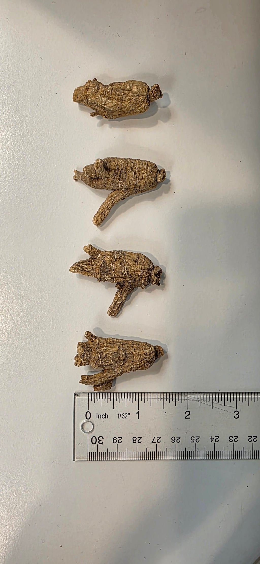 Medium Pearl Round Ginseng 3 year