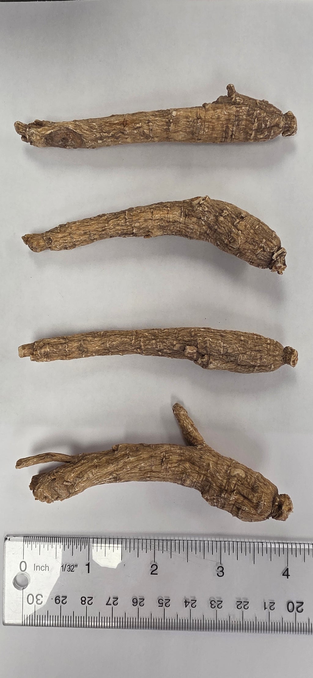 Medium Short Ginseng 3 year K3023