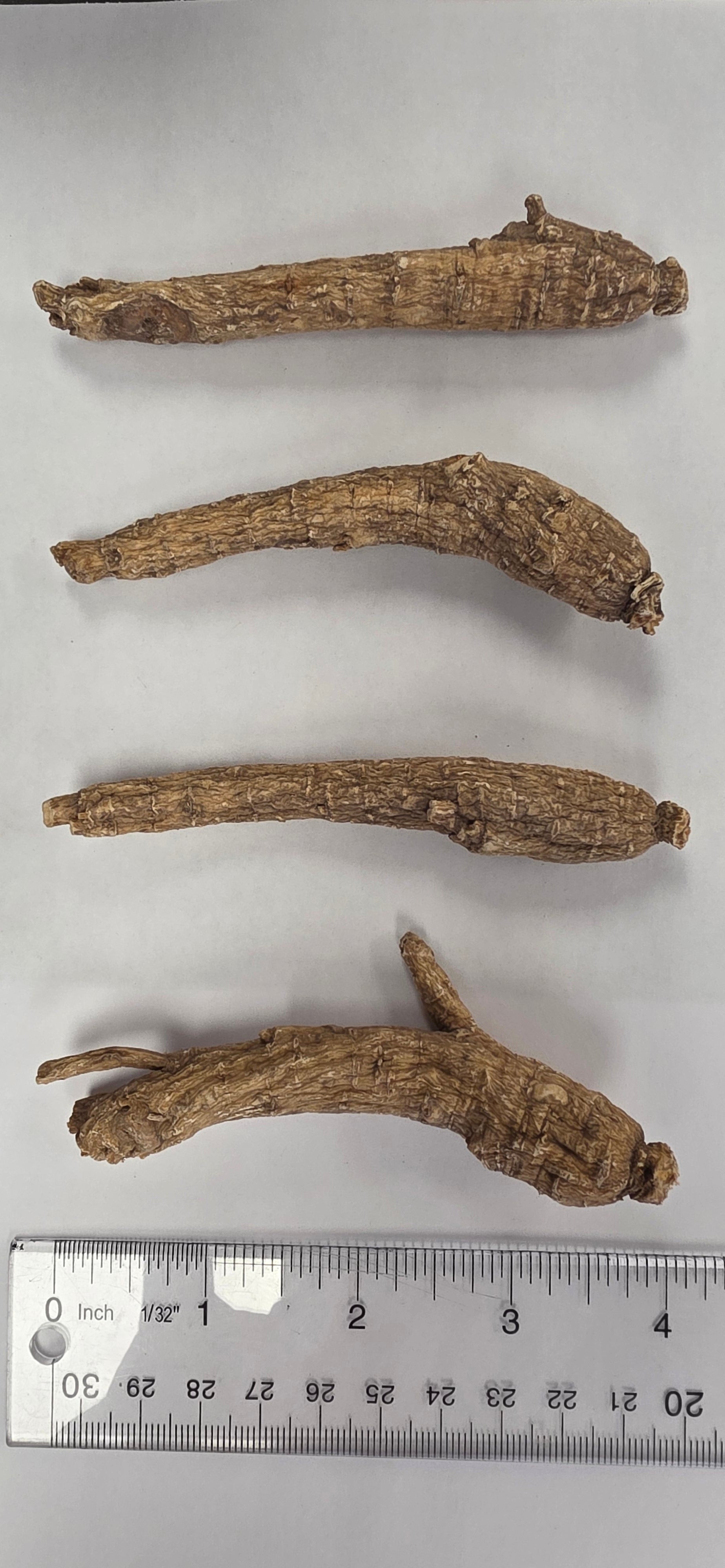 Medium Short Ginseng 3 year K3023