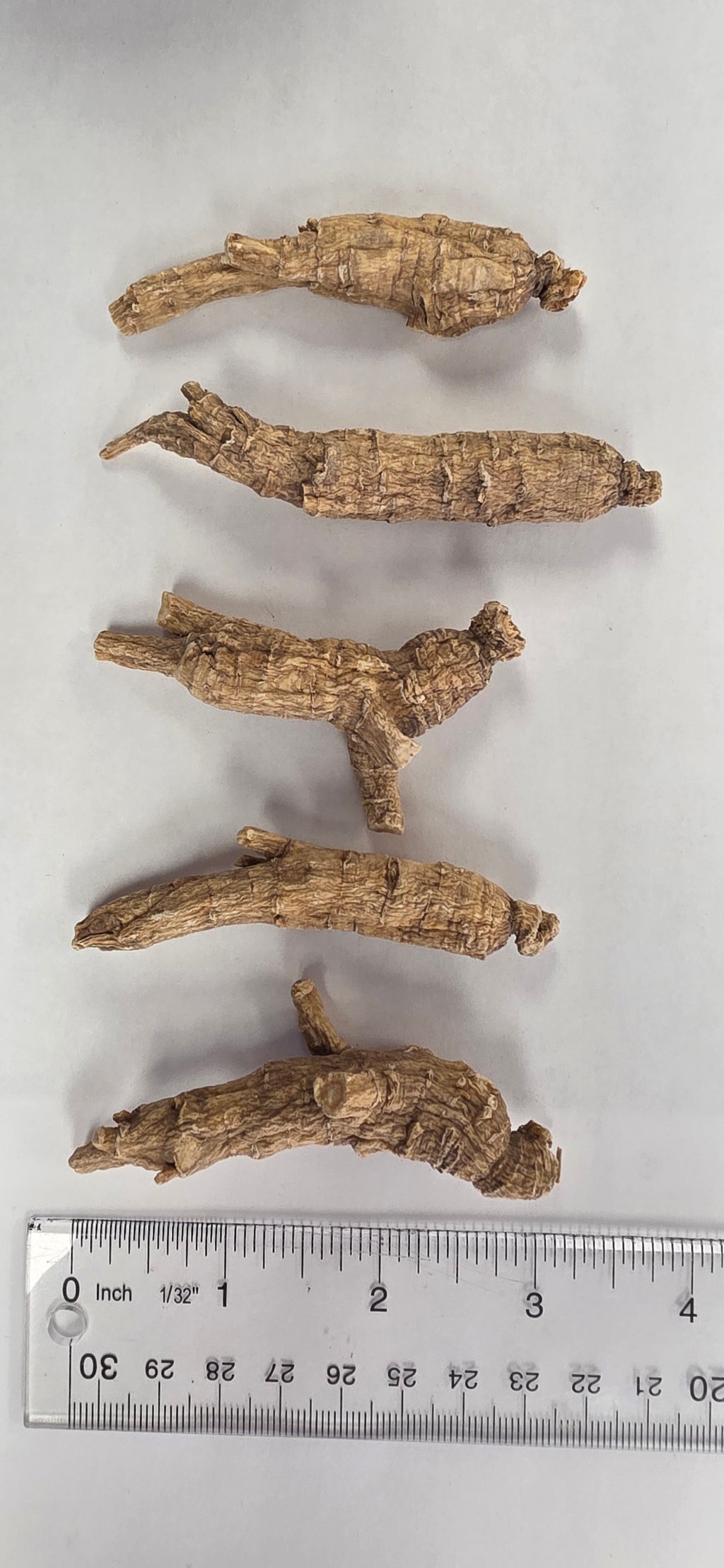 Large Short Ginseng 4 year K4023