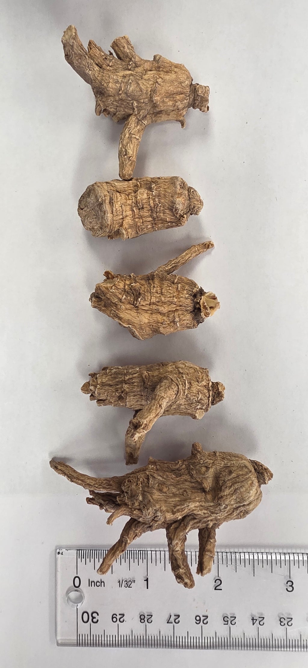 Large Pearl Round Ginseng AAA 3 year R3023