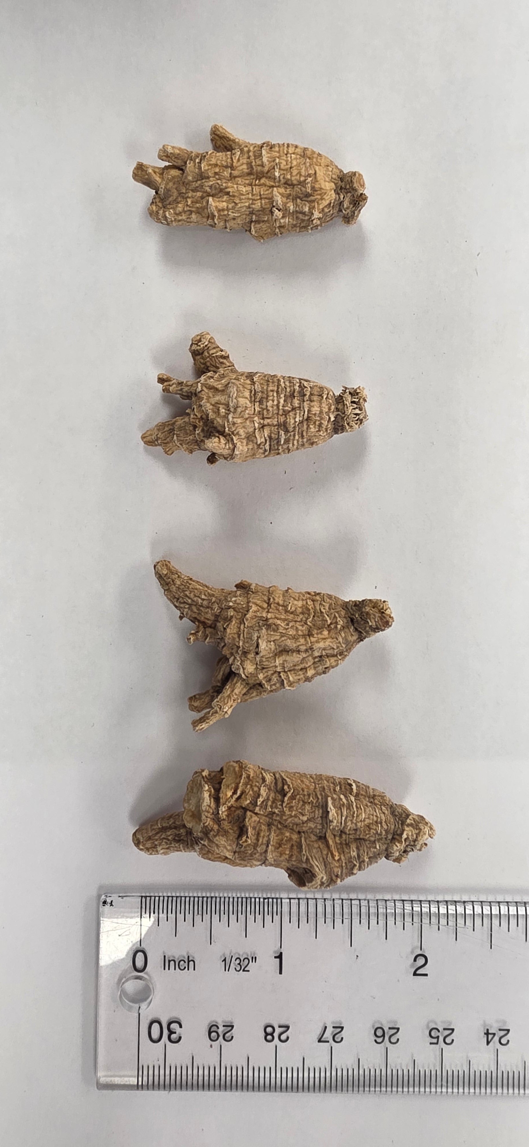 Large Pearl Ginseng 4 year K4023