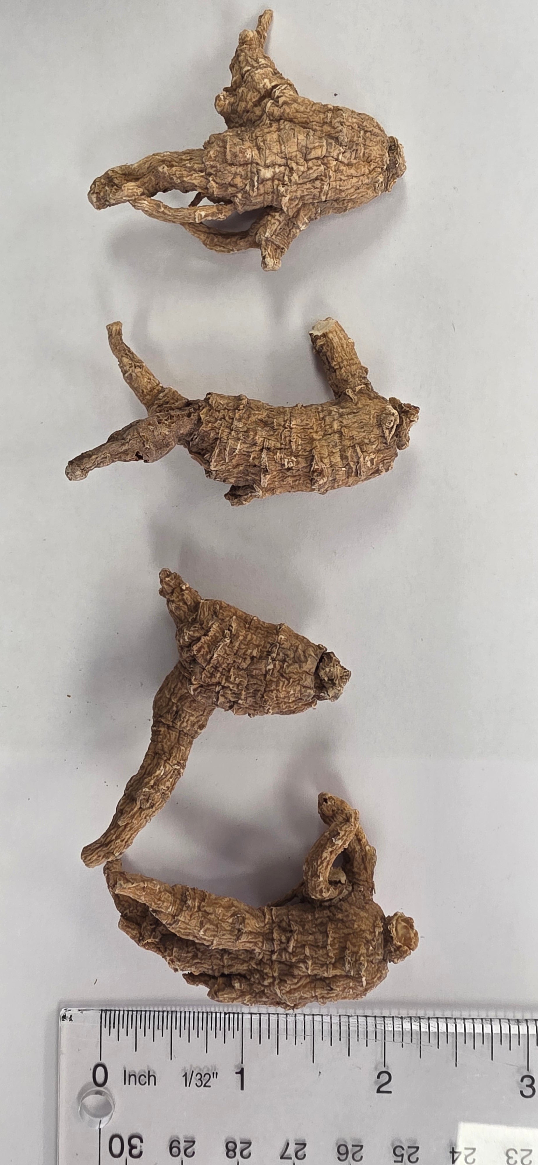 Medium Pearl Round Ginseng 3 year K3023