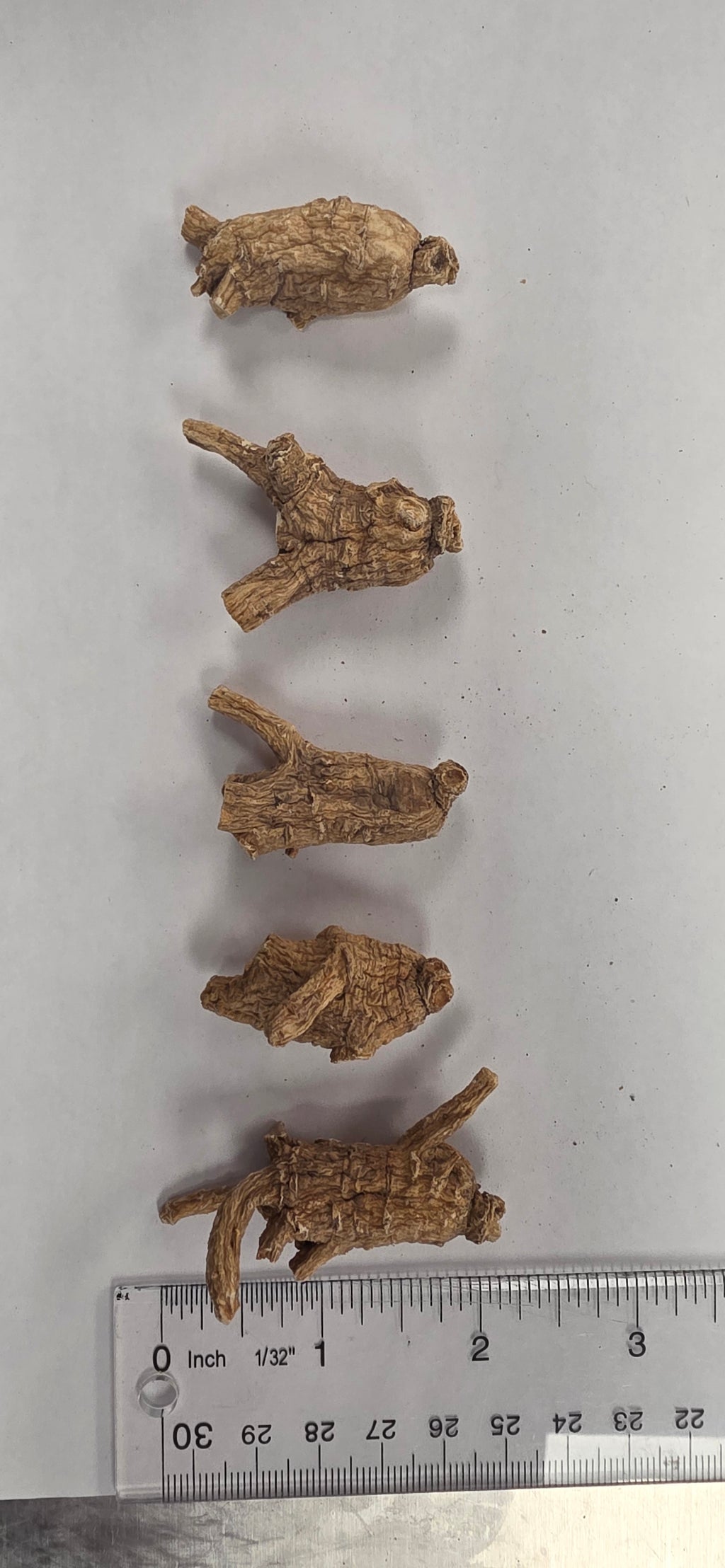 Small Pearl Ginseng 3 year R3023