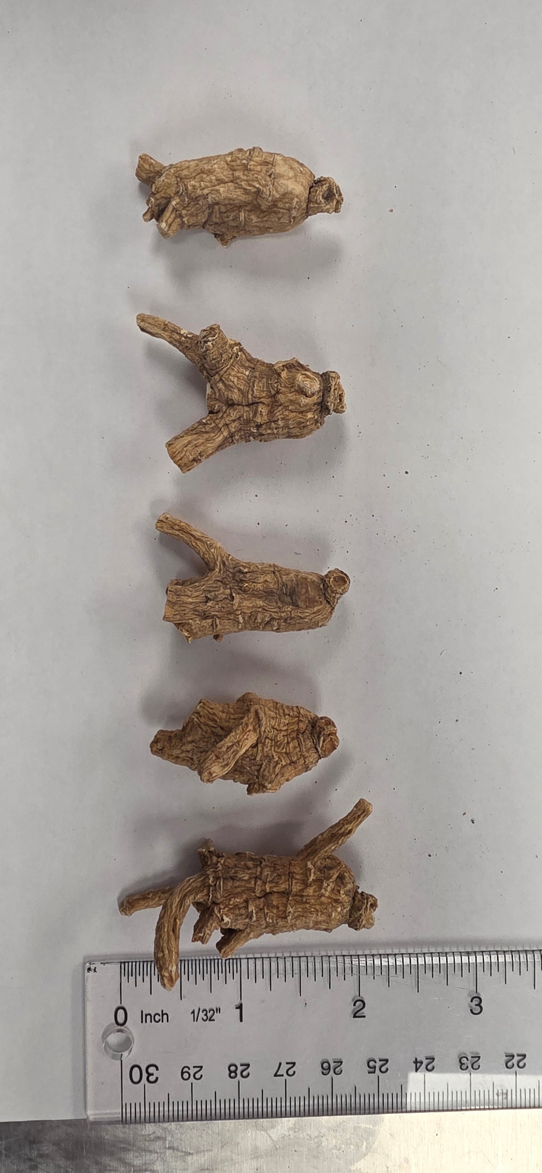 Small Pearl Ginseng 3 year R3023