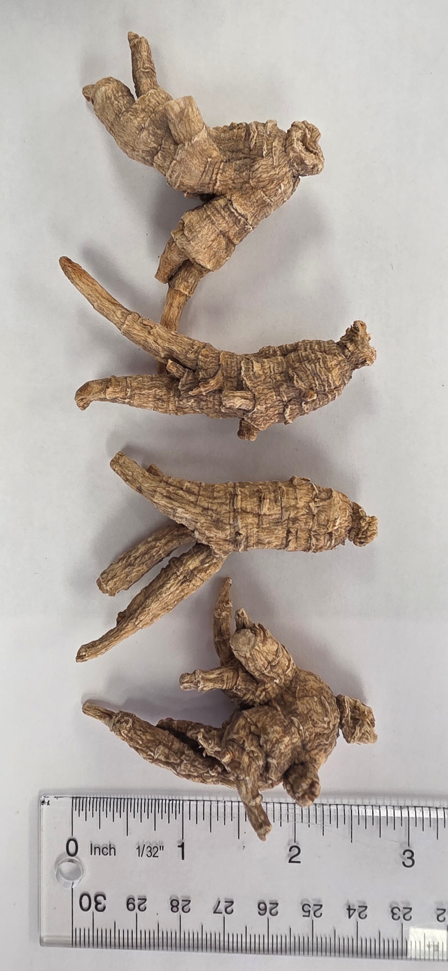 Medium Short Ginseng 4 year K4023