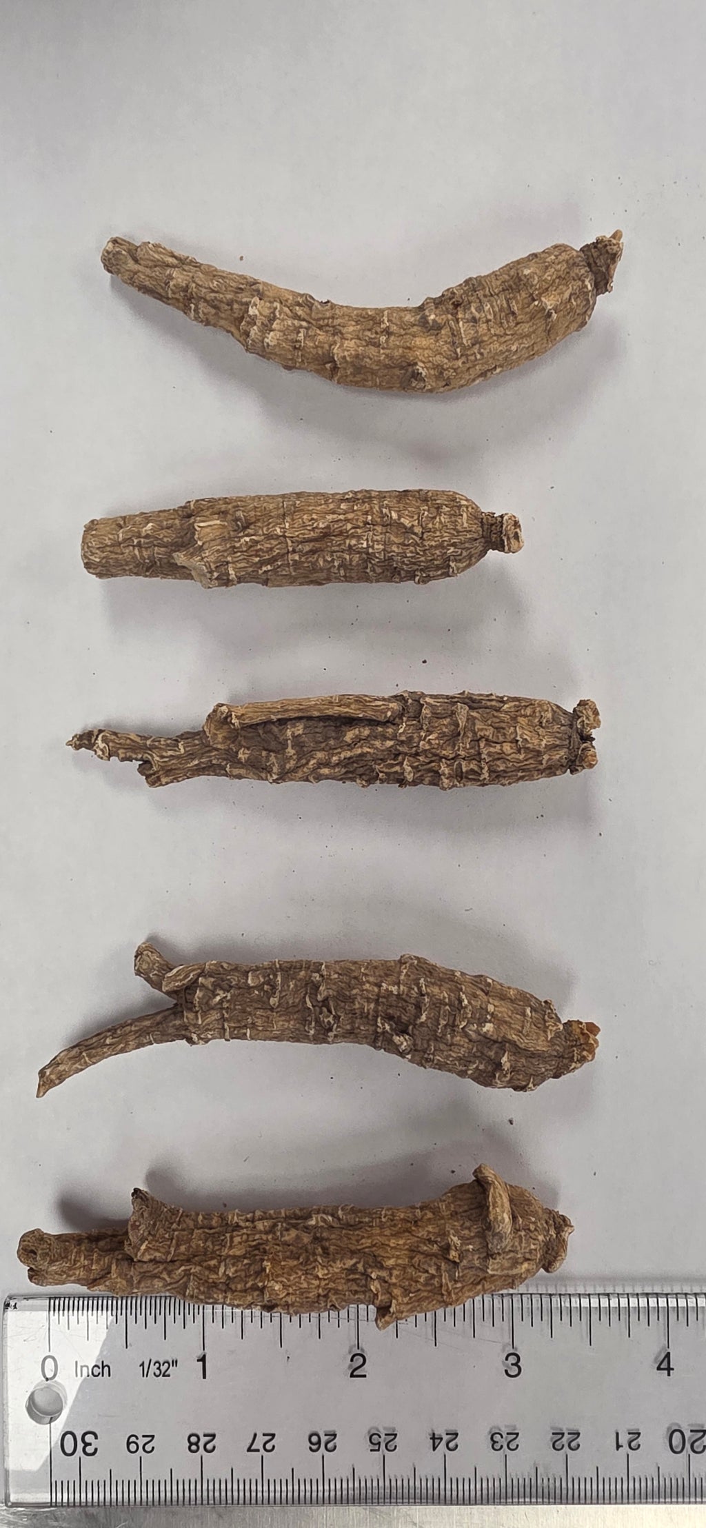 Medium Short Ginseng 3 year K3023