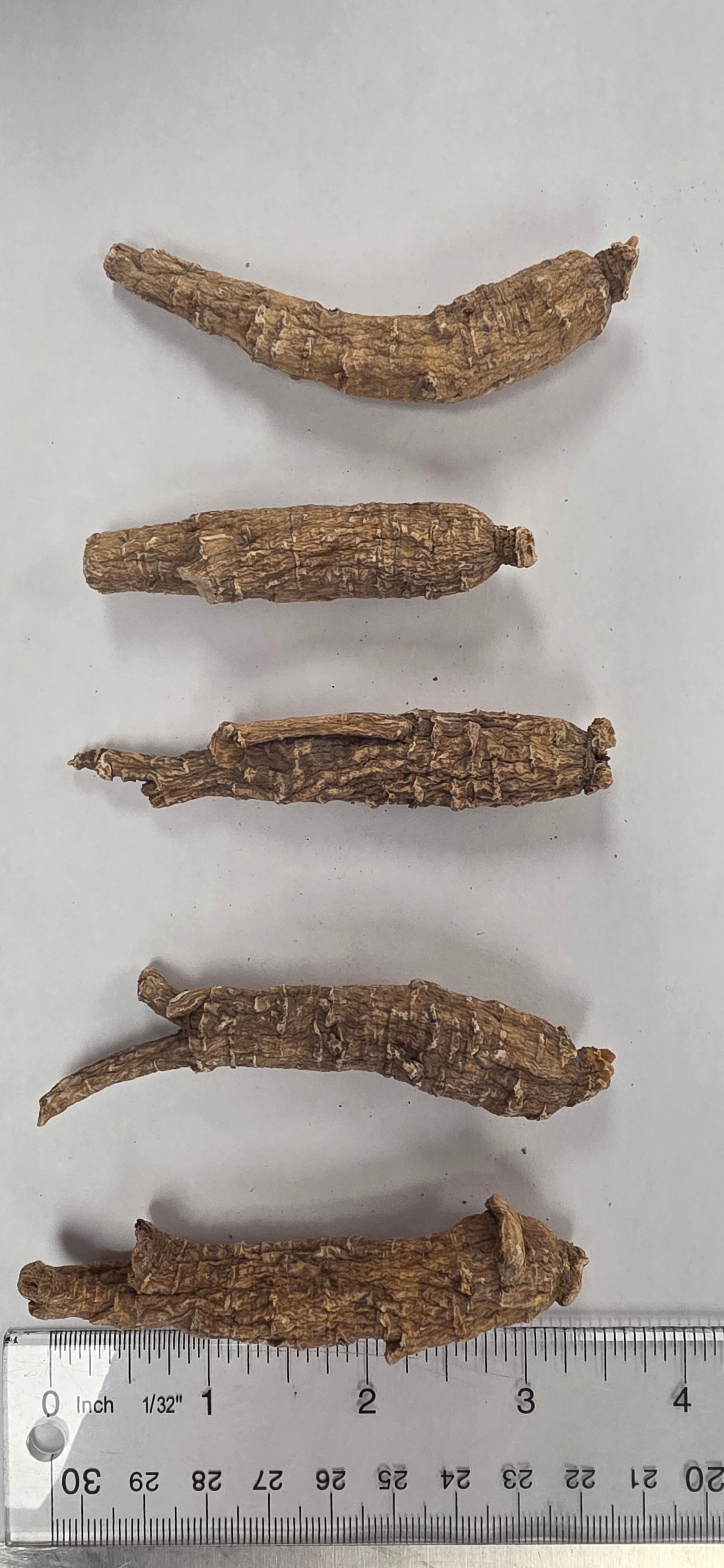 Medium Short Ginseng 3 year K3023