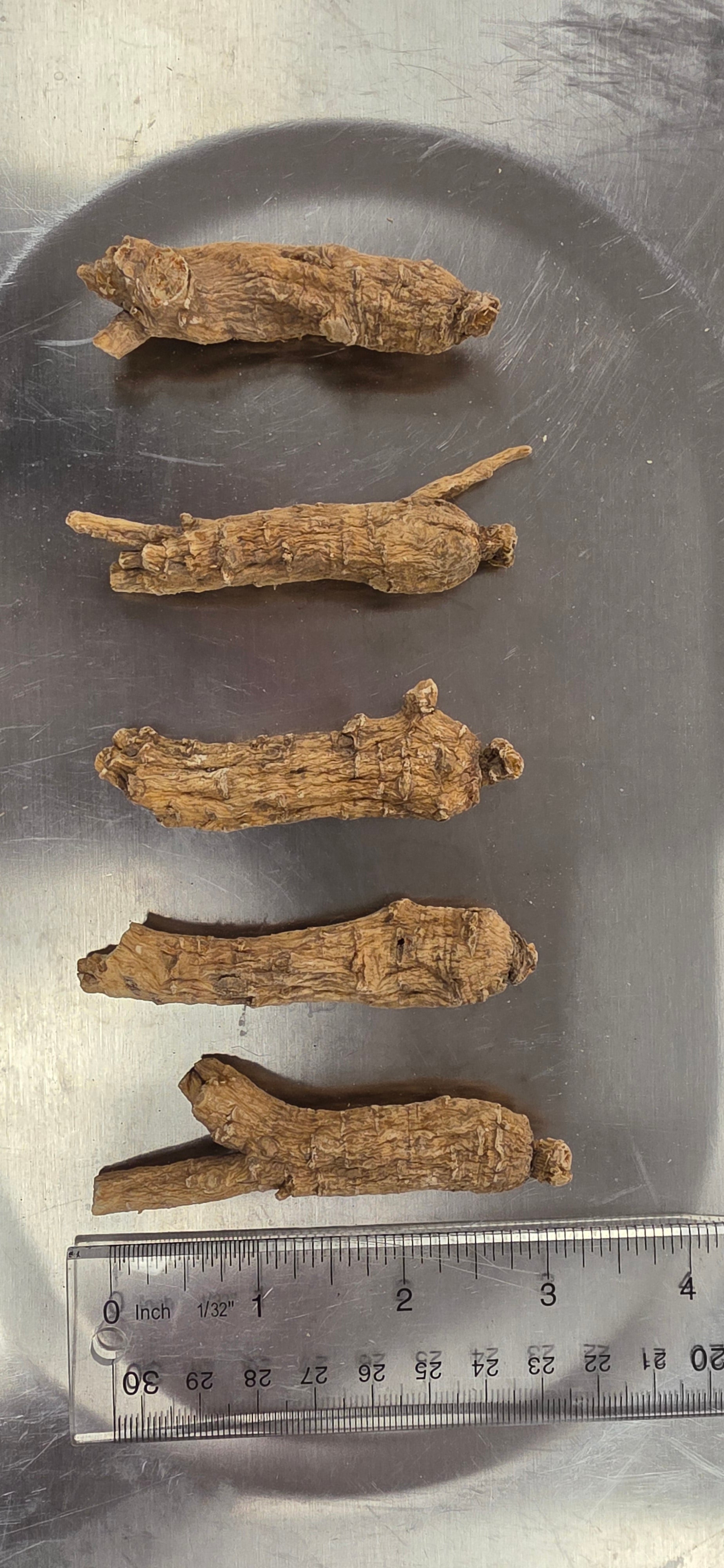 Medium Short Ginseng 3 year R3023