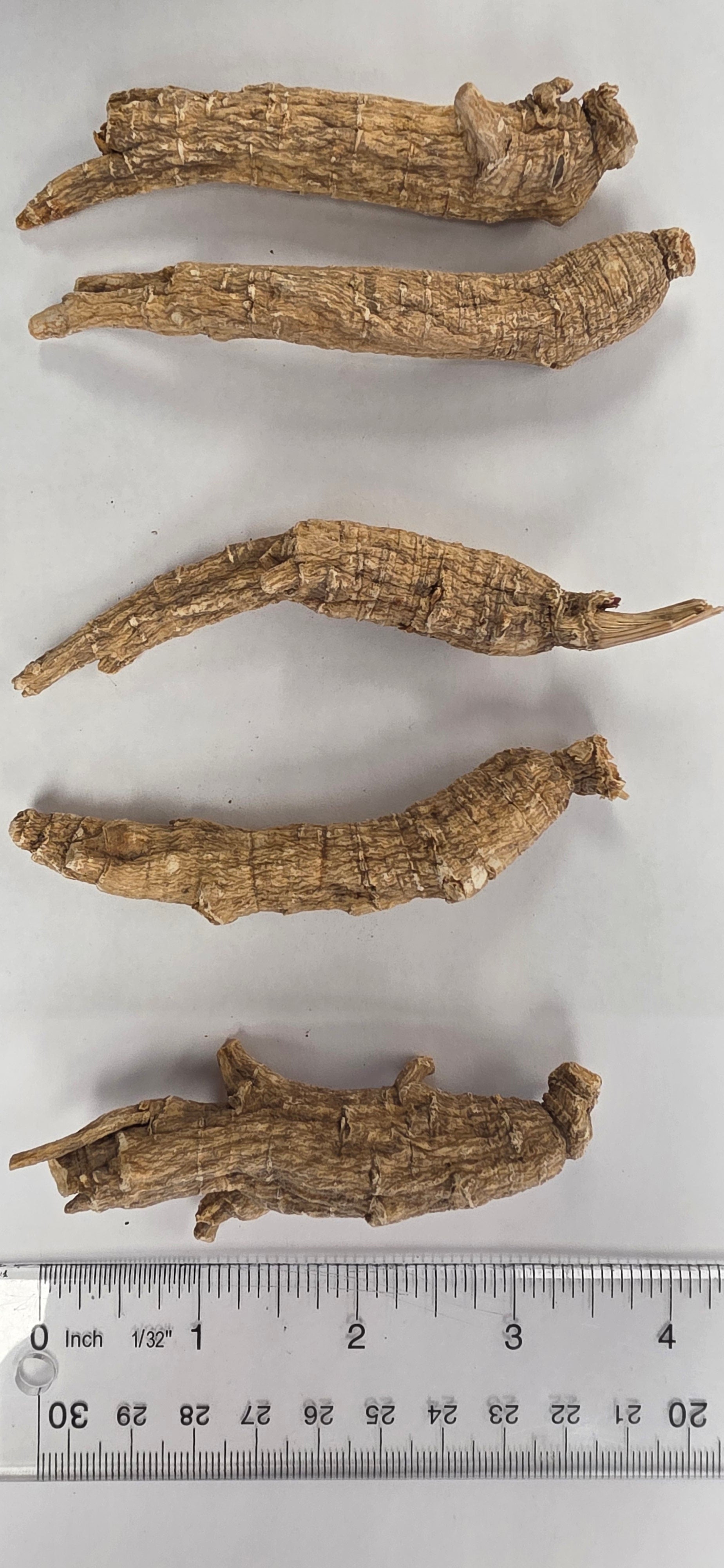 Medium Short Ginseng 4 year K4023