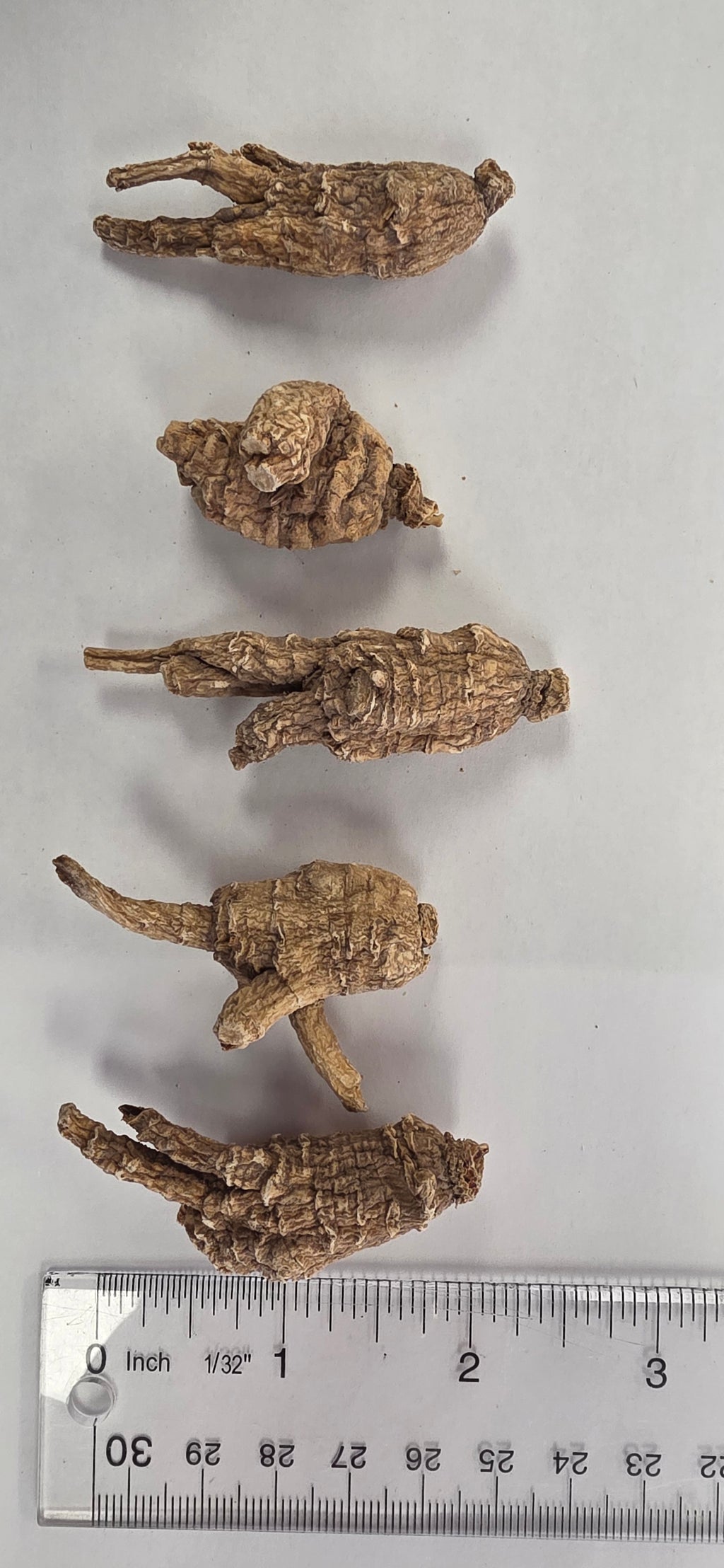 Medium Pearl Round Ginseng 3 year K3023