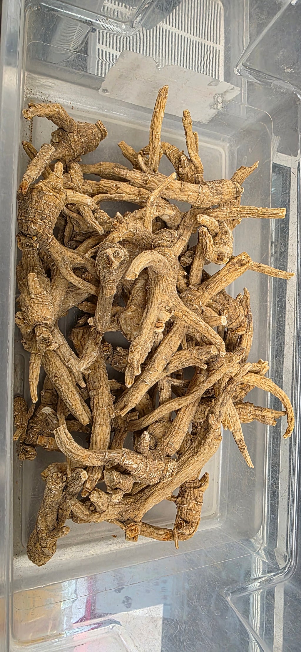 Wisconsin Ginseng H3024