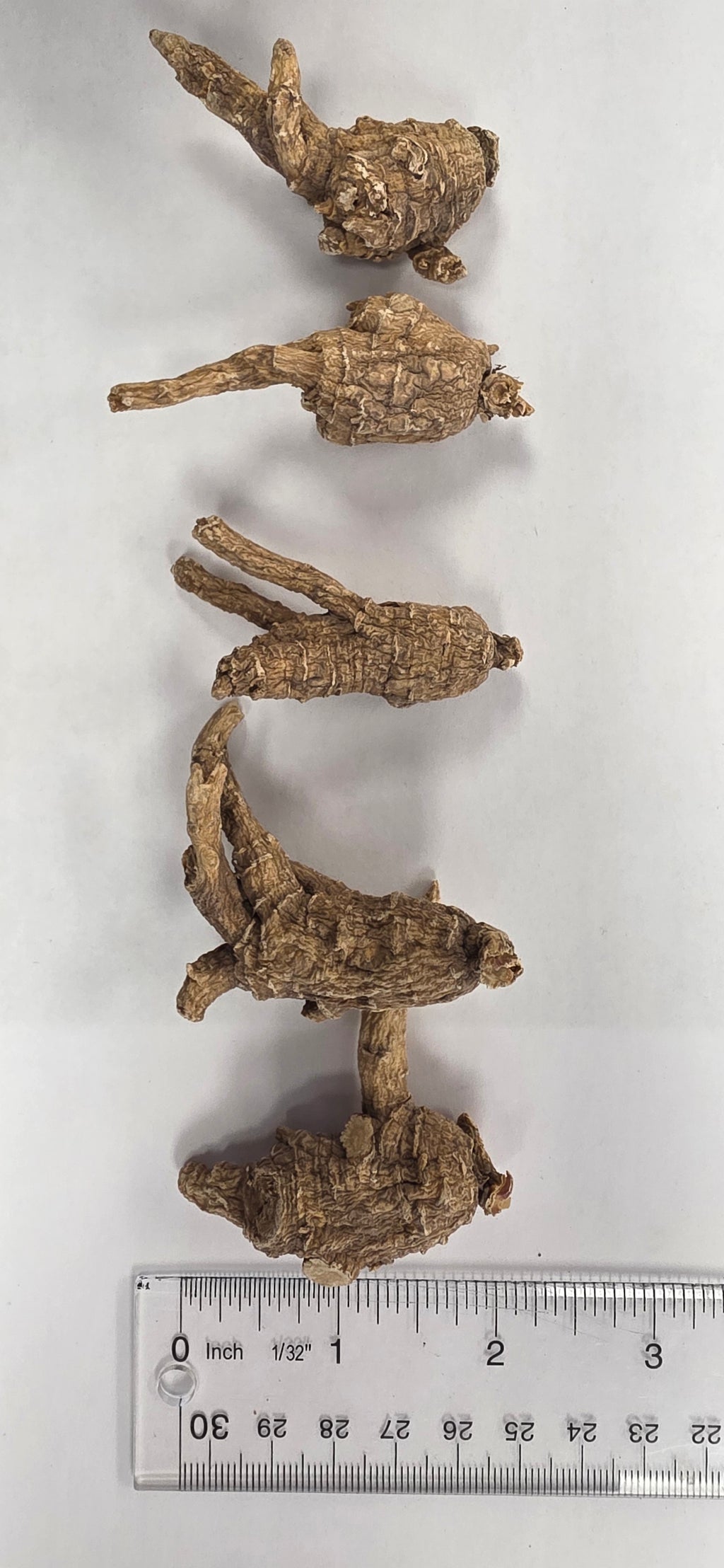 Large Pearl Ginseng AAA 3 year K3023