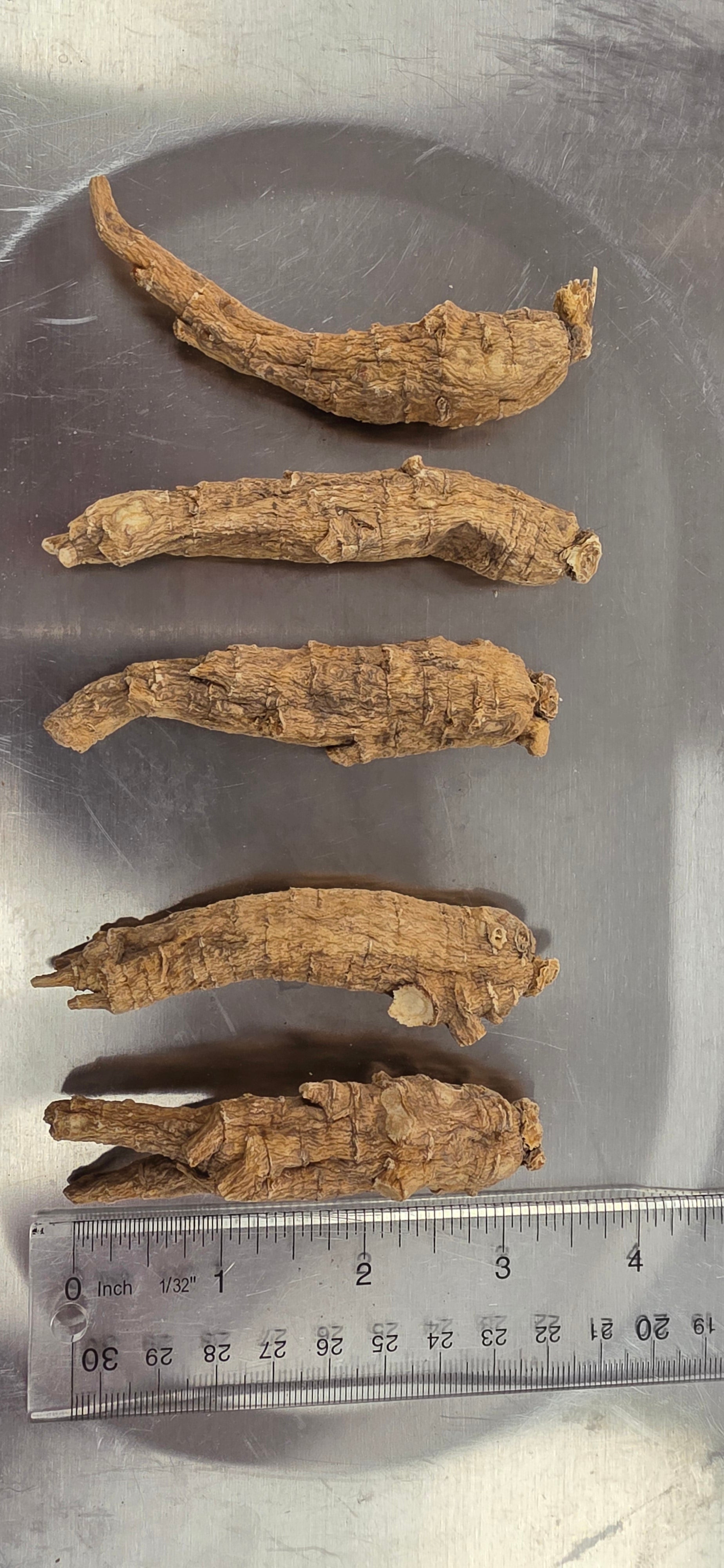 Large Short Ginseng 3 year R3023