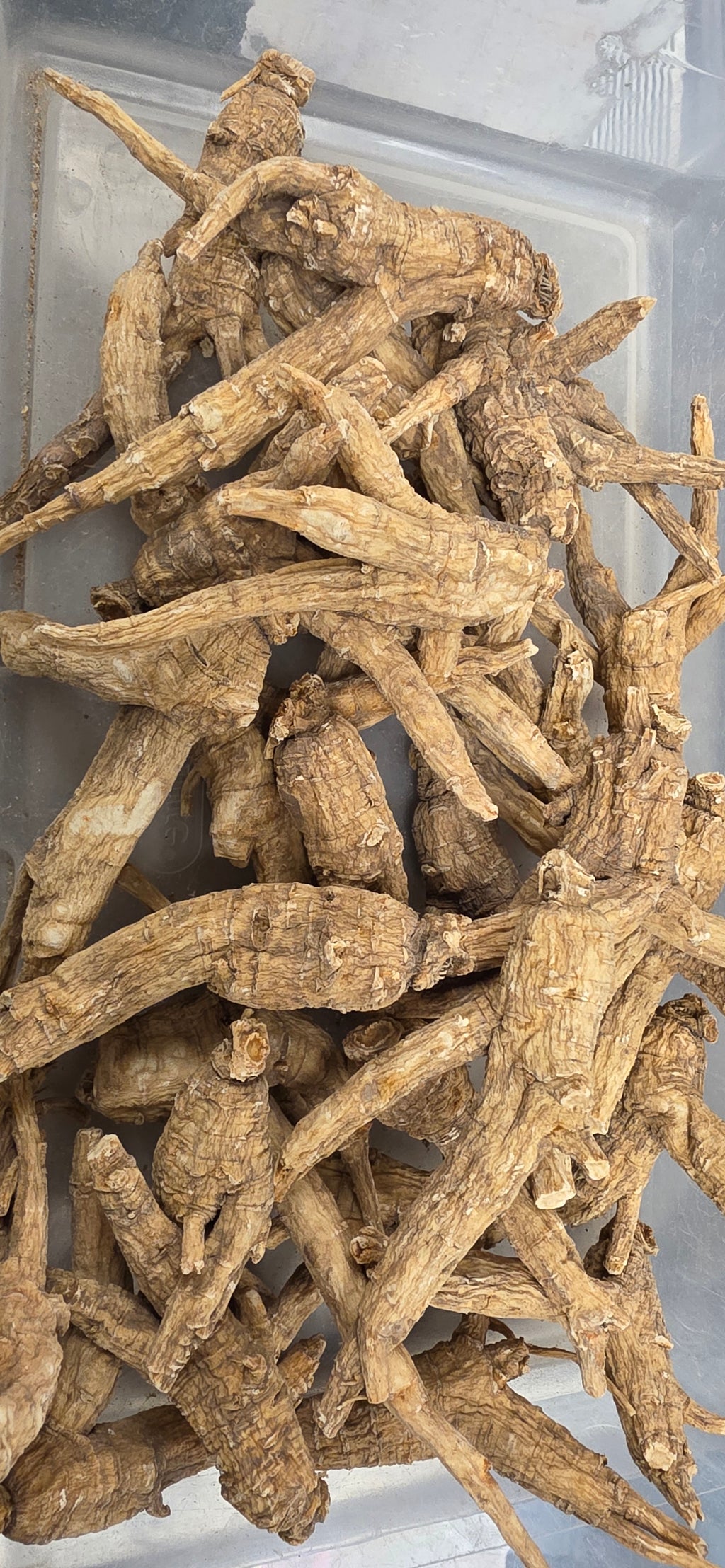 Wisconsin Ginseng HH3024