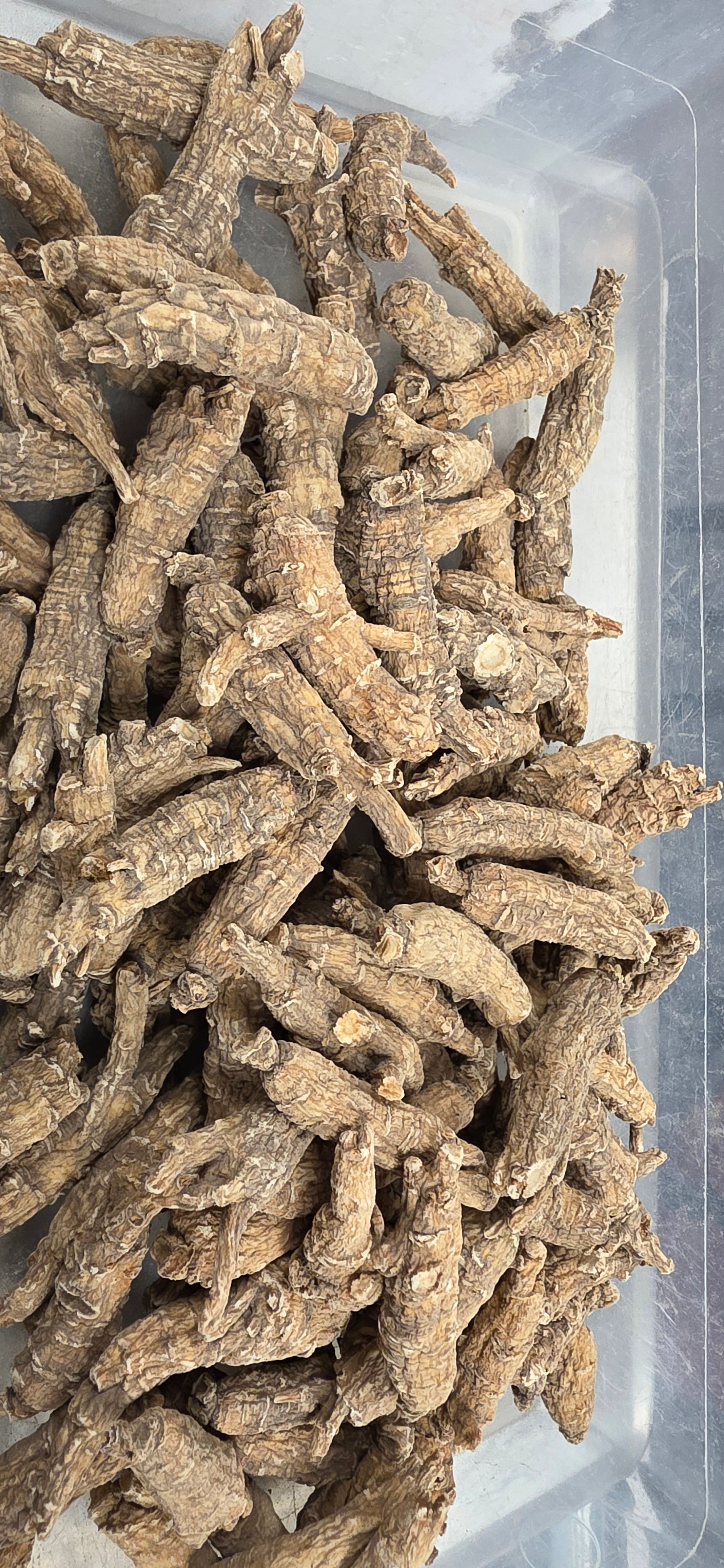 Wisconsin Ginseng K3023