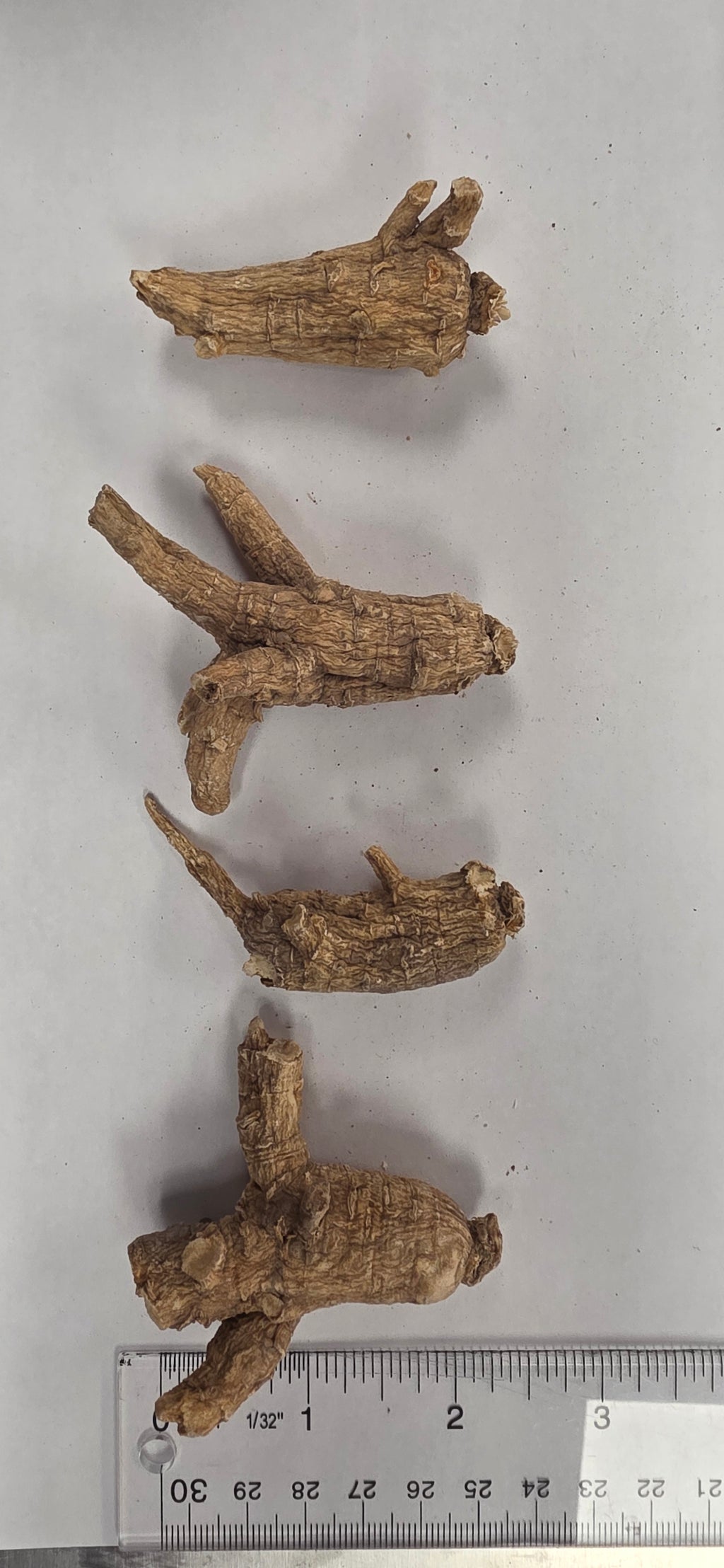 Large Round Ginseng 3 year R3023 127460